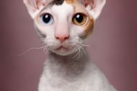 DAENERYS Anima et Vita*by