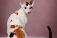 DAENERYS Anima et Vita*by