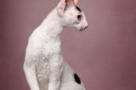 DAENERYS Anima et Vita*by