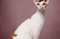 DAENERYS Anima et Vita*by