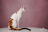 DAENERYS Anima et Vita*by