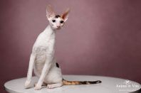 DAENERYS Anima et Vita*by