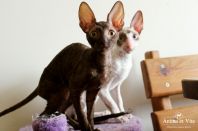 3 месяца 20 дней