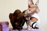 без 6 дней семь месяцев