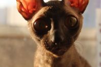 8 с половиной месяцев!