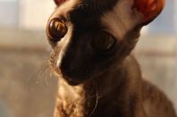 8 с половиной месяцев!